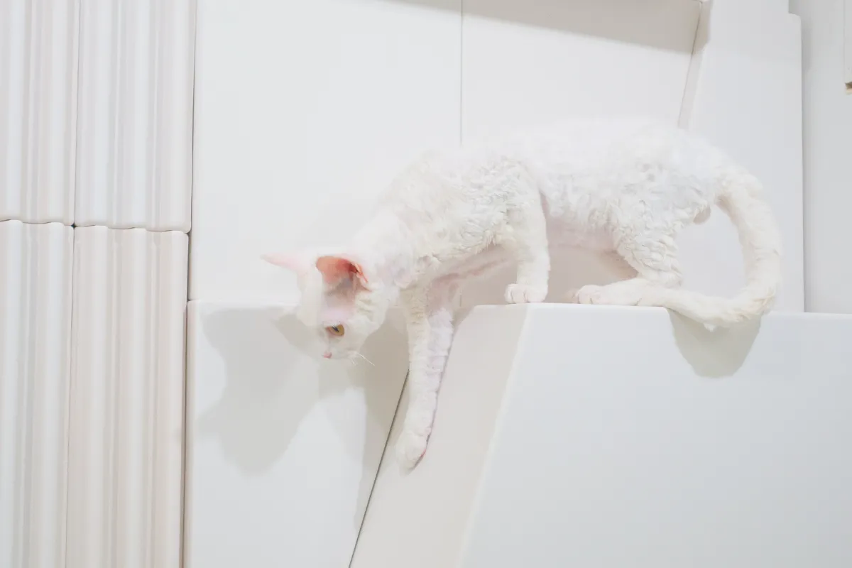 猫カフェ内装
高低差を楽しめる立体的なレイアウト