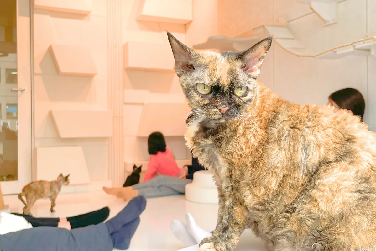 空間全体をひとつにつなぐ“開放的な構成”