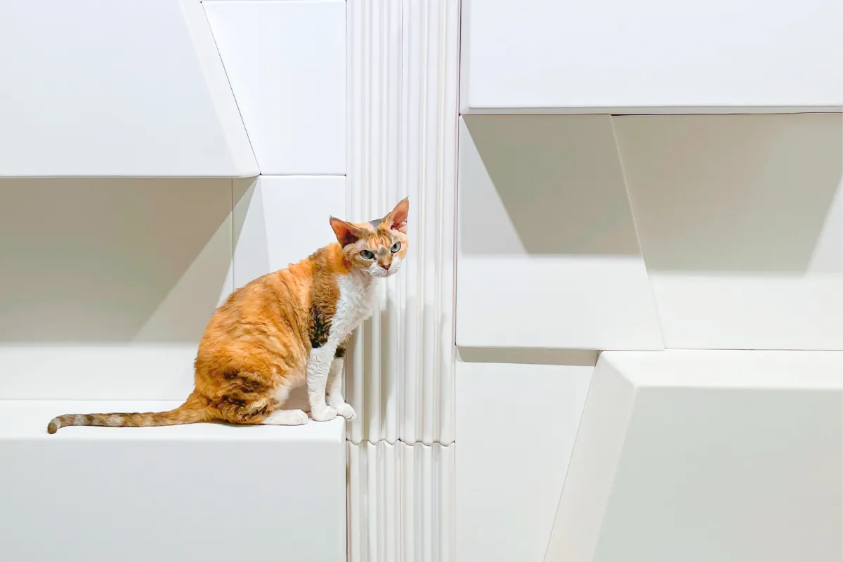 猫カフェ内装で気をつけたい注意点