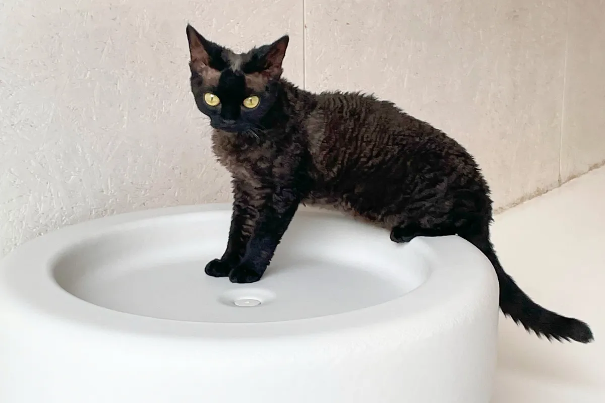 猫と人が心地よく過ごせる内装設計